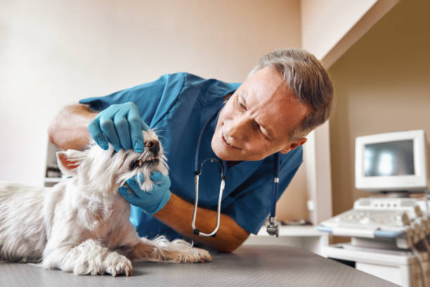  Dexter, GA Emergency Dentist Pros